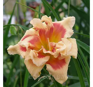 Лілейник Forty Second Street в контейнері Лілейник Forty Second Street в контейнері