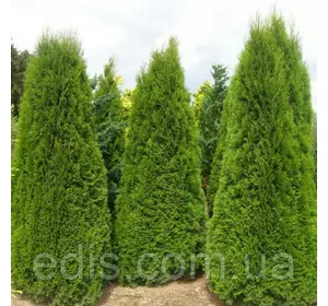 Туя Columna (Колумна) у контейнері 2 л Туя Columna (Колумна) у контейнері 2 л