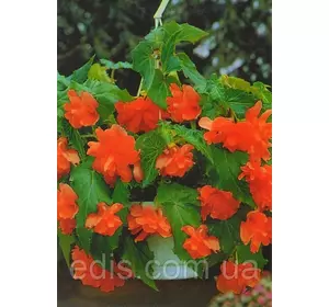 Бегонія бульбова Ампельна Помаранчева, 1 бульба Бегонія бульбова Ампельна Помаранчева, 1 бульба