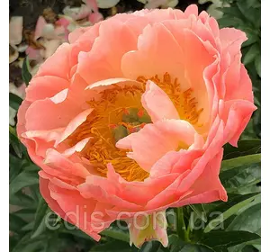 Півонія Coral Sunset кореневище Півонія Coral Sunset кореневище