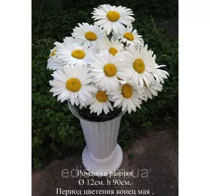 Королиця (ромашка садова) Early Sun (Ерлі Сан), суперрання (травень) Королиця (ромашка садова) Early Sun (Ерлі Сан), суперрання (травень)