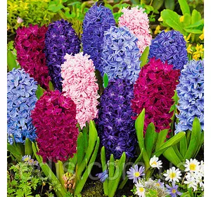 Арт-набір Лісові ягоди, 5 цибулин гіацинтів Арт-набір Лісові ягоди, 5 цибулин гіацинтів