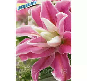 Лілія орієнтальна махрова Sweet Rosy (Світ Розі) 1 цибулина 14/16 Лілія орієнтальна махрова Sweet Rosy (Світ Розі) 1 цибулина 14/16