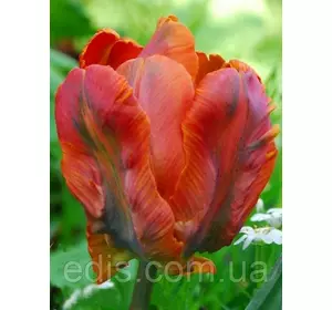 Тюльпан папуговий Orange Favorit 3 цибулинки Тюльпан папуговий Orange Favorit 3 цибулинки