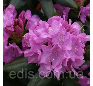 Рододендрон Roseum в контейнері 5 л Рододендрон Roseum в контейнері 5 л