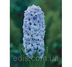 Гіацинт Delft Blue (Дельф Блю) 1 цибулина (калібр 14/15 - великий) Гіацинт Delft Blue (Дельф Блю) 1 цибулина (калібр 14/15 - великий)