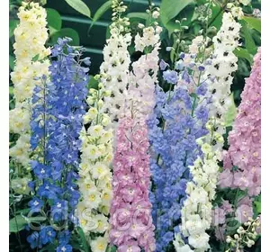 Дельфініум багаторічний суміш 0,1 г, насіння Яскрава Дельфініум багаторічний суміш 0,1 г, насіння Яскрава