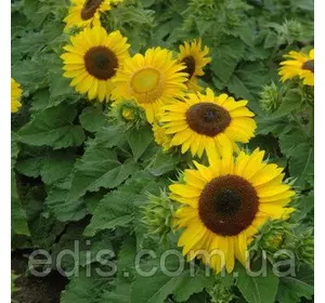 Соняшник декоративний Санспот 2 г Соняшник декоративний Санспот 2 г