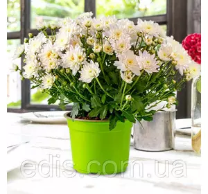 Хризантема Pink Cream (Пінк Кріім) контейнер 0,5 л Хризантема Pink Cream (Пінк Кріім) контейнер 0,5 л