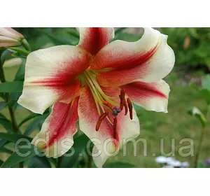 Лілія гігант Zagora (Загора) 1 цибулина 12/14 Лілія гігант Zagora (Загора) 1 цибулина 12/14