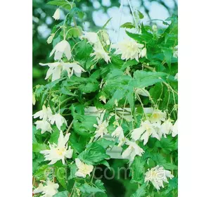 Бегонія бульбова Ампельна каскад Біла, 1 бульба Бегонія бульбова Ампельна каскад Біла, 1 бульба