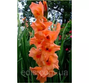 Гладіолус Orange King 10/12 3 цибулини Гладіолус Orange King 10/12 3 цибулини
