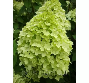Гортензія волотисна Limelight (Лаймлайт) 3-річна, контейнер 2 л. Гортензія волотисна Limelight (Лаймлайт) 3-річна, контейнер 2 л.