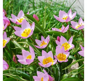 Тюльпан ботанічний Lilac Wonder (Лайлек Уандер) 3 цибулинки Тюльпан ботанічний Lilac Wonder (Лайлек Уандер) 3 цибулинки