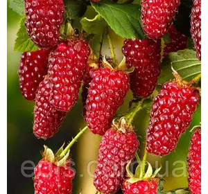 Ежемалина Логанбері (Loganberry) Ежемалина Логанбері (Loganberry)
