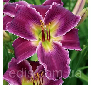 Лілейник Indian Giver (Индиэн Гіва) в контейнері Лілейник Indian Giver (Индиэн Гіва) в контейнері