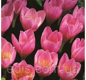 Крокус осінній Zonatus (Зонатус) 5 цибулин Крокус осінній Zonatus (Зонатус) 5 цибулин