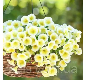 Петунія гігантська Жовта F1 10 насінин в оболонці, PREMIUM Яскрава Петунія гігантська Жовта F1 10 насінин в оболонці, PREMIUM Яскрава
