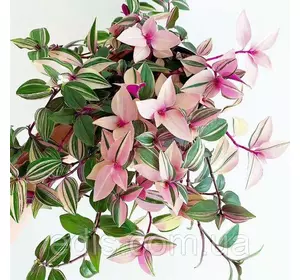 Живець Традесканція миртолиста Триколор, свіжозріз 4-5 міжвузлів Живець Традесканція миртолиста Триколор, свіжозріз 4-5 міжвузлів