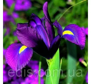 Ірис голландський (Ксифіум) Purple Sensation (Пурпл Сенсейшн) 3 цибулини Ірис голландський (Ксифіум) Purple Sensation (Пурпл Сенсейшн) 3 цибулини