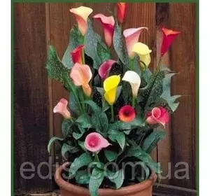 Дітки Калли бульбові суміш 3 цибулини 9/10 Дітки Калли бульбові суміш 3 цибулини 9/10