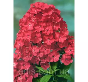 Флокс волотистий Tenor (Тенор) кореневище Флокс волотистий Tenor (Тенор) кореневище