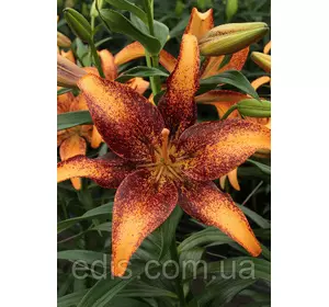 Лілія азіатська Tango Kentucky (Танго Кентуккі) 1 цибулина 12/14 Лілія азіатська Tango Kentucky (Танго Кентуккі) 1 цибулина 12/14