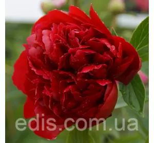 Півонія Henry Bockstoce кореневище Півонія Henry Bockstoce кореневище