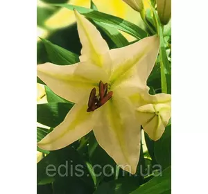 Лілія LA гібрид Freya (Фрея) 1 цибулина 12/14 Лілія LA гібрид Freya (Фрея) 1 цибулина 12/14