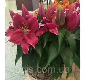 Лілія низькоросла Miss America (Міс Америка) 1 цибулина 12/14 Лілія низькоросла Miss America (Міс Америка) 1 цибулина 12/14