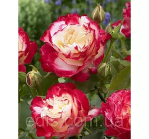 Троянда Дабл Делайт (Double Delight) чайно-гібридна Троянда Дабл Делайт (Double Delight) чайно-гібридна