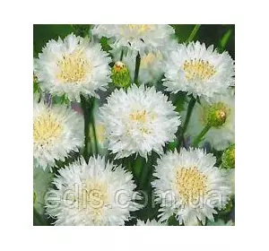 Волошка махрова біла 0,5 г, насіння Яскрава Волошка махрова біла 0,5 г, насіння Яскрава