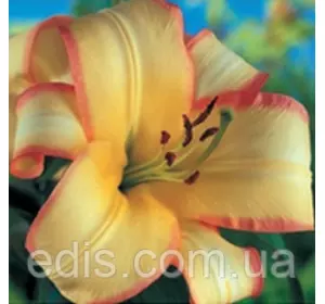 Лілія ОТ гібрид Boogie Woogie (Бугі Вугі) 1 цибулина 12/14 Лілія ОТ гібрид Boogie Woogie (Бугі Вугі) 1 цибулина 12/14