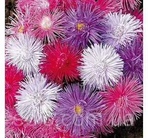 Айстра голчаста Суміш 0,3 г насіння Яскрава Айстра голчаста Суміш 0,3 г насіння Яскрава