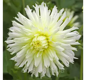 Жоржина бахромчата Ice Crystal Жоржина бахромчата Ice Crystal