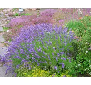 Лаванда англійська (вузьколиста, лікарська) 0,1 г насіння Яскрава Лаванда англійська (вузьколиста, лікарська) 0,1 г насіння Яскрава