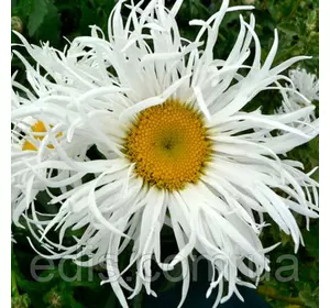 Королиця (ромашка садова) Old Court (Олд Кот) Королиця (ромашка садова) Old Court (Олд Кот)