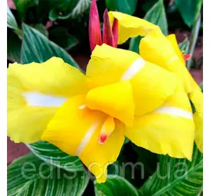 Канна з смугастим листям Stiped Beauty Канна з смугастим листям Stiped Beauty