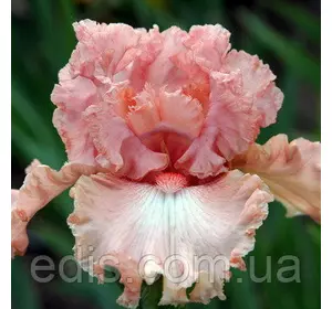 Ірис високий бородатий Coming Up Roses (Камін Ап Роузез) Ірис високий бородатий Coming Up Roses (Камін Ап Роузез)