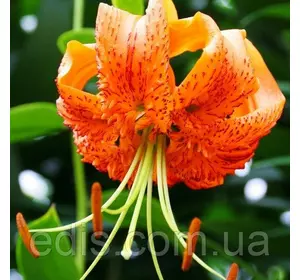 Лілія Мартагон Henryi 1 цибулина 12/14 Лілія Мартагон Henryi 1 цибулина 12/14