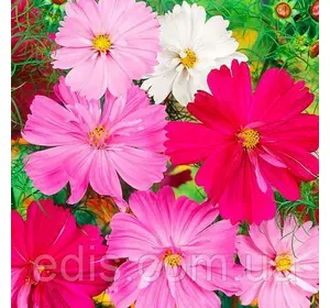 Космея Суміш 0,5 г, насіння Яскрава Космея Суміш 0,5 г, насіння Яскрава