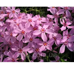 Флокс шилоподібний Emerald Pink (Емеральд Пінк) рожевий Флокс шилоподібний Emerald Pink (Емеральд Пінк) рожевий