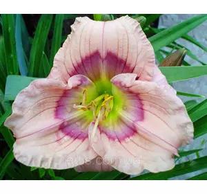 Лілейник Siloam David Kirchhoff кореневище Лілейник Siloam David Kirchhoff кореневище