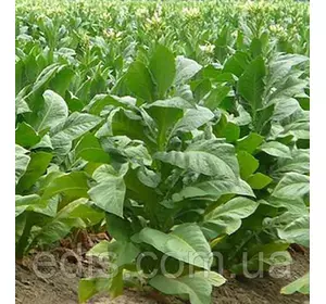 Тютюн 0,1 г, насіння Яскрава Тютюн 0,1 г, насіння Яскрава