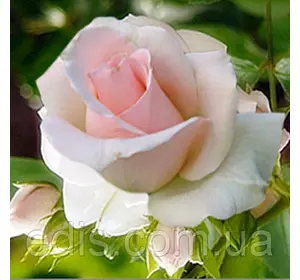 Троянда Вівальді (Vivaldi) чайно-гібридна Троянда Вівальді (Vivaldi) чайно-гібридна