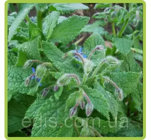Огіркова трава (бораго) 1 г, насіння Яскрава Огіркова трава (бораго) 1 г, насіння Яскрава