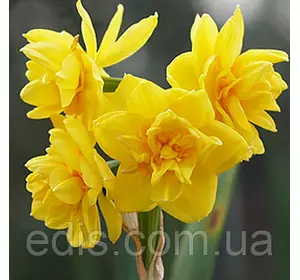 Нарцис Мультифлора Golden Rain 13/15 1 шт./уп. Нарцис Мультифлора Golden Rain 13/15 1 шт./уп.