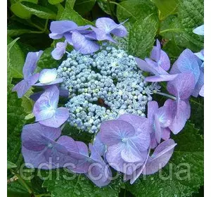 Гортензія Blaumeise у контейнері Гортензія Blaumeise у контейнері