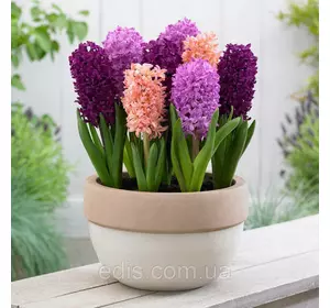Набір цибулин гіацинтів Загадка 3 цибулини Набір цибулин гіацинтів Загадка 3 цибулини
