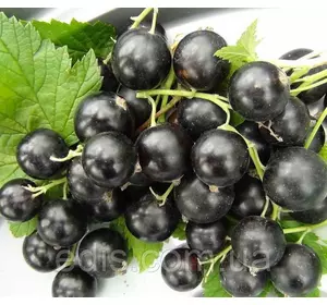 Смородина чорна Чорний Бумер (рання) Смородина чорна Чорний Бумер (рання)